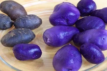 Hình ảnh thú vị về khoai tây tím độc lạ 