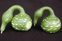 Bầu hồ lô thiên nga gây mê mẩn vì hình dáng dị