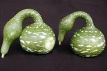 Bầu hồ lô thiên nga gây mê mẩn vì hình dáng dị