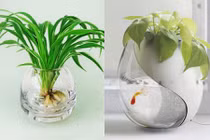 Những cây cảnh thủy sinh trang trí nhà xanh mướt mắt