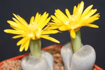 Hoa thạch lan giá bèo lạ mắt hút hồn dân công sở