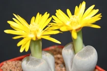 Hoa thạch lan giá bèo lạ mắt hút hồn dân công sở