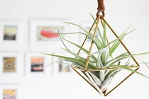 Siêu lòng trước những mẫu chậu cây cảnh chơi Tết cực đẹp
