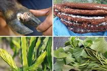 Những lần thu gom nông sản Việt quái dị của lái thương Trung Quốc