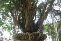 Khiếp vía “siêu cây cảnh” tiền tỷ ở Việt Nam