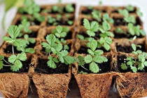 Mách bạn chiêu trồng dâu tây bằng hạt tại nhà cực dễ