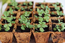 Mách bạn chiêu trồng dâu tây bằng hạt tại nhà cực dễ