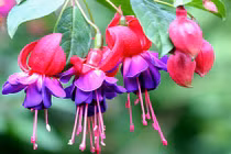 6 loại hoa đẹp trồng ban công từ mùa thu sang xuân