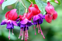 6 loại hoa đẹp trồng ban công từ mùa thu sang xuân