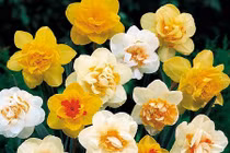 Ngắm không rời mắt loạt hoa mới lạ chơi Tết 2016