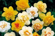 Ngắm không rời mắt loạt hoa mới lạ chơi Tết 2016