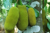 Ngỡ ngàng loạt cây tứ quý “đẻ ra tiền” ở Việt Nam