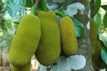 Ngỡ ngàng loạt cây tứ quý “đẻ ra tiền” ở Việt Nam