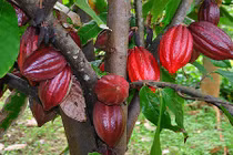 Số phận loạt cây tỷ đô nổi đình đám ở Việt Nam