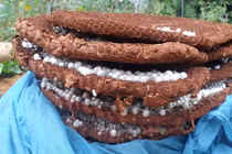 Lạ đời thương lái Trung Quốc thu mua đủ thứ quái dị