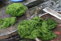 Đặc sản rêu đá được đồn thổi giúp trường thọ hút khách