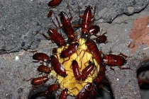 Diệt gián hiệu nghiệm không cần hóa chất, bạn đã biết?