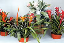 Soi giá 8 cây cảnh nhỏ xinh mang tài vượng vào nhà