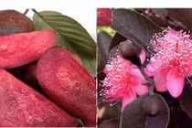 Ổi tím lạ mắt khiến dân Hà Nội phát cuồng