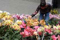 Ảnh: Sắc hoa rực rỡ tại phố hoa nổi tiếng nhất Hà Thành