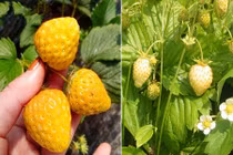 Soi dâu tây vàng cực độc “móc túi” bà nội trợ