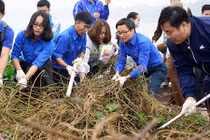 Ảnh Phó thủ tướng Vũ Đức Đam cùng sinh viên dọn rác