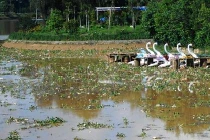 Hồ Xuân Hương bỗng nhiên cạn trơ và ngập rác