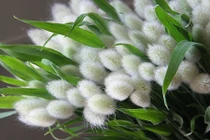 Cỏ đuôi thỏ độc lạ tuyệt đẹp “đốn tim” khách hàng nữ