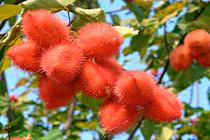 Cà ri đỏ vừa trồng cảnh vừa tạo màu thực phẩm