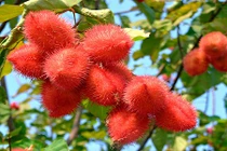 Cà ri đỏ vừa trồng cảnh vừa tạo màu thực phẩm