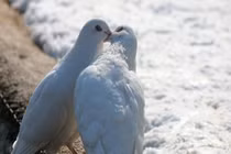 10 kiểu hôn mà phụ nữ ghét cay ghét đắng