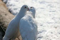 10 kiểu hôn mà phụ nữ ghét cay ghét đắng