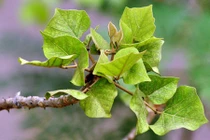 Món ngon dân dã từ lá vông