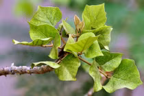 Món ngon dân dã từ lá vông