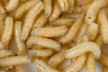 9 dị vật trong tai kinh hoàng nhất thế giới