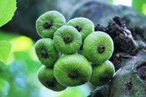 Dân dã món ngon từ trái vả