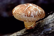 Dưỡng chất thiết yếu cho bệnh nhân ung thư