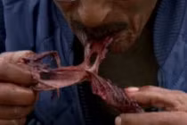 Thử can đảm với món chim chết nhồi hải cẩu thối