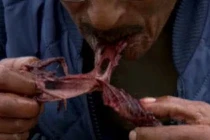 Thử can đảm với món chim chết nhồi hải cẩu thối