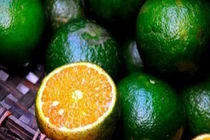 Cách nhận biết cam Hà Giang và cam Trung Quốc