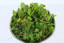 Trị mụn thâm cực đơn giản bằng rau má