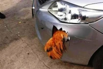 Gà vẫn sống sót sau khi tông thủng xe hơi Trung Quốc