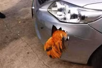Gà vẫn sống sót sau khi tông thủng xe hơi Trung Quốc