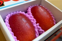 Cặp xoài khủng giá 62 triệu đồng