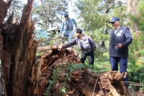 Thông trăm tuổi gãy gập trong BV nạn nhân sập hầm điều trị