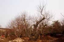 Đào Nhật Tân giá sốc đón Tết