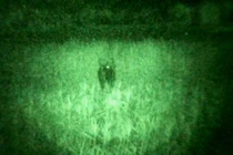 “Bò tót” ở Phú Yên bỗng dưng biến mất bí ẩn