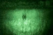 “Bò tót” ở Phú Yên bỗng dưng biến mất bí ẩn