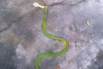 Có hay không việc kẻ lạ thả rắn lục đuôi đỏ hại người?