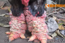 Gà tiến vua khủng giá 40 triệu đồng ở Hà Nội